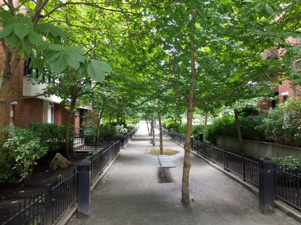 Featured image for “Trees in the City: We Need More Diversity & Density To Mitigate Climate Change”