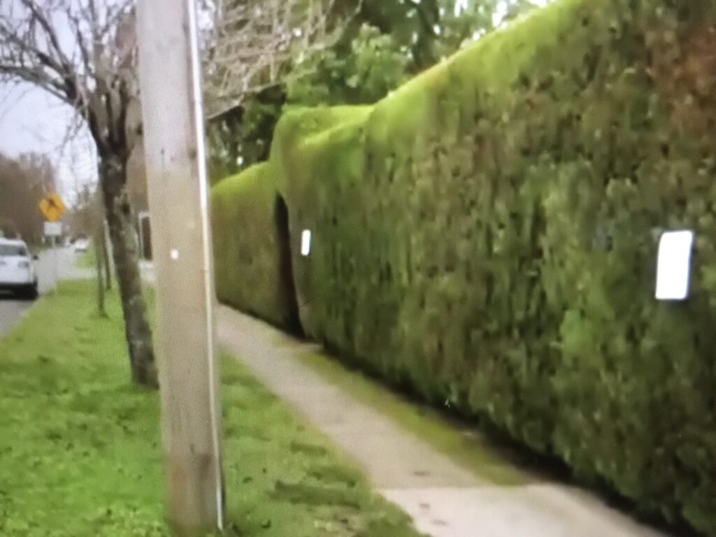 Featured image for “The Thin Edge of the Hedge~Sidewalk  Users Versus Homeowners, Victoria/Vancouver  Edition”