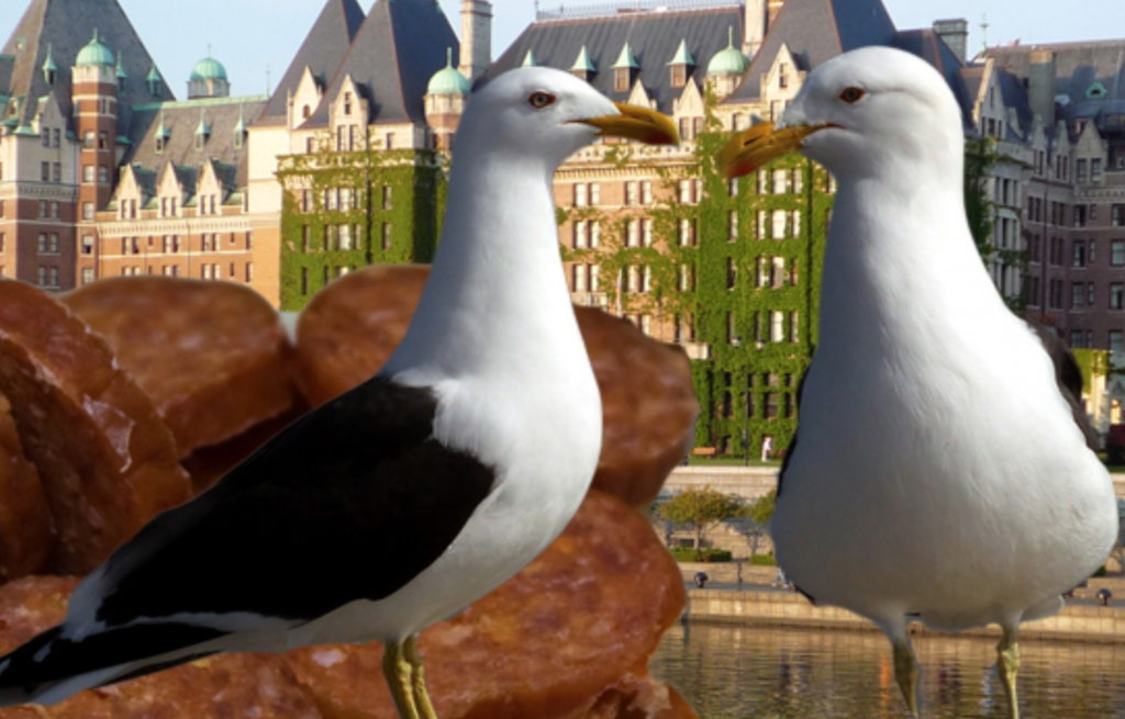 Featured image for “Pepperoni and Seagulls: Worst Hotel Guest in British Columbia Receives Reprieve”