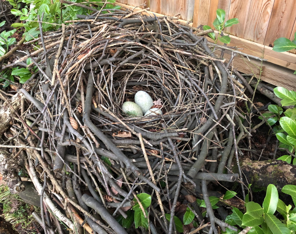 Featured image for “Nesting on Vancouver’s Westside with Dr. Bourgelat”